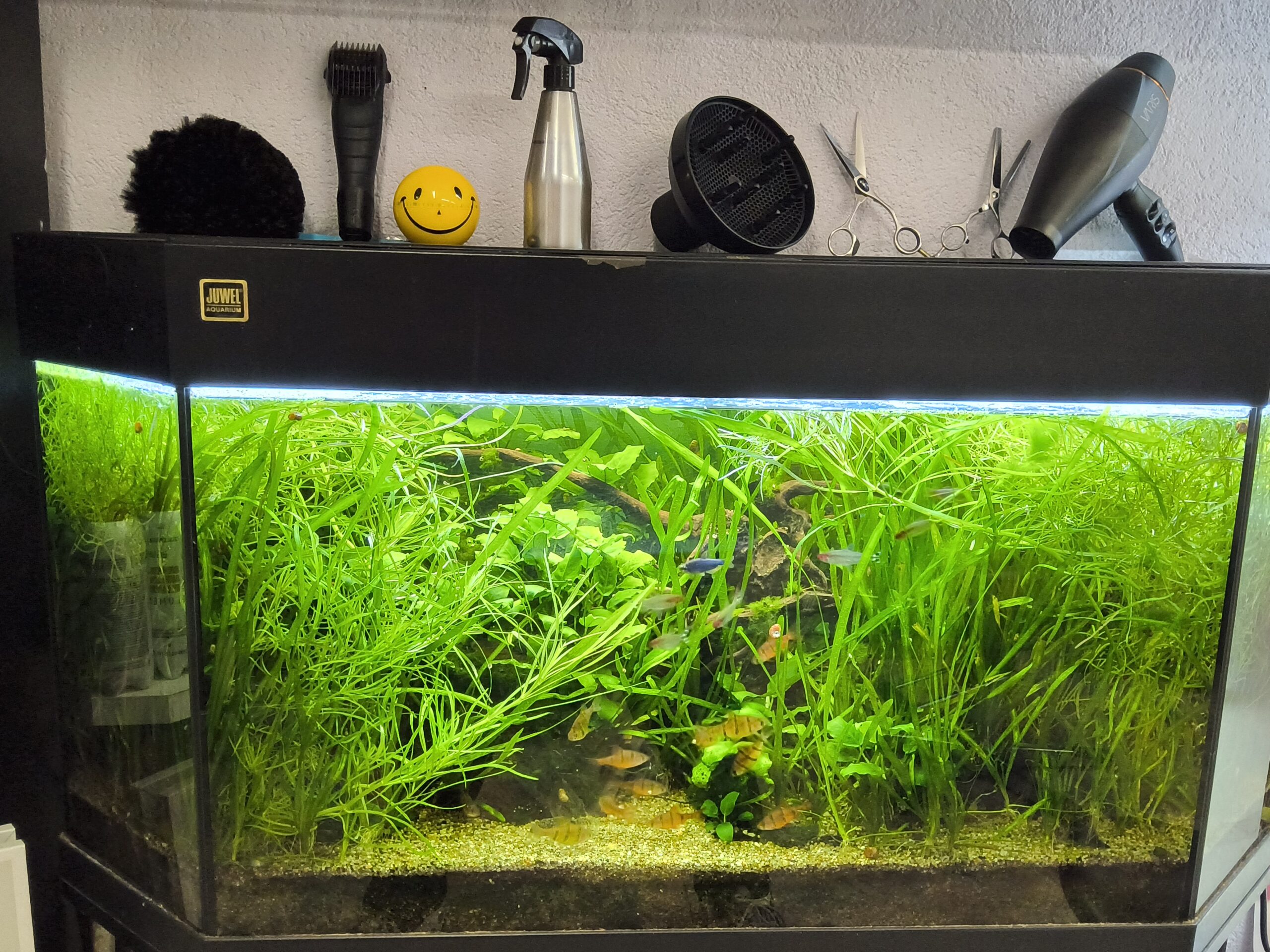 Kinder Haarschneideplatz vor dem Aquarium